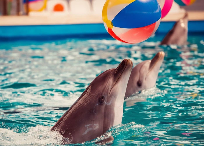 دلفیناریوم کیش