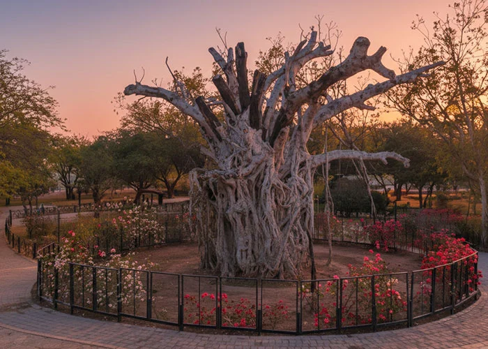 درخت سبز کیش