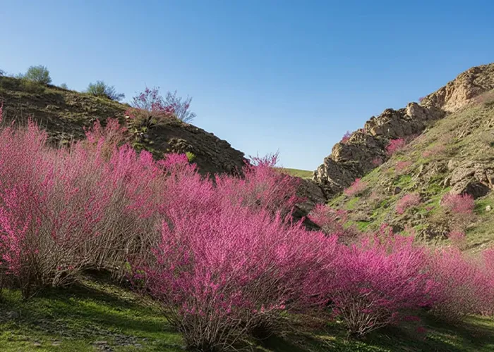 دره ارغوان طرقبه