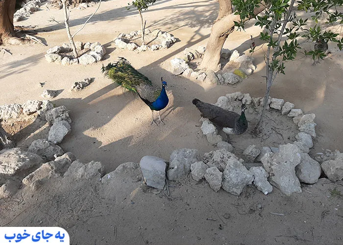 باغ پرندگان در کیش