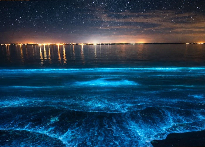 فیتوپلانکتون های دریایی