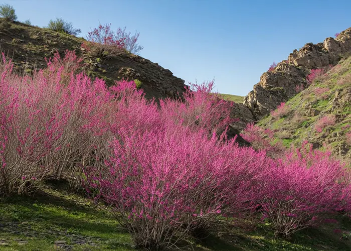 دره ارغوان؛ شکوه رنگ‌ها در بهار