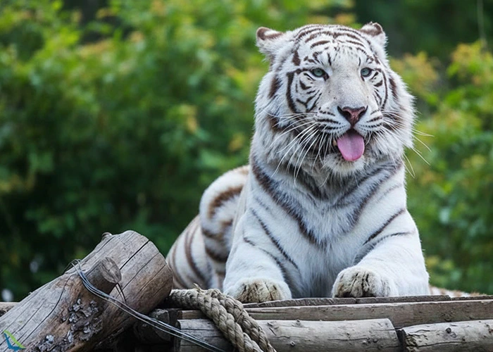 باغ وحش ارم