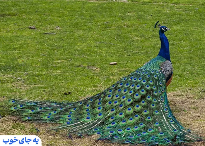 باغ پرندگان دراک شیراز