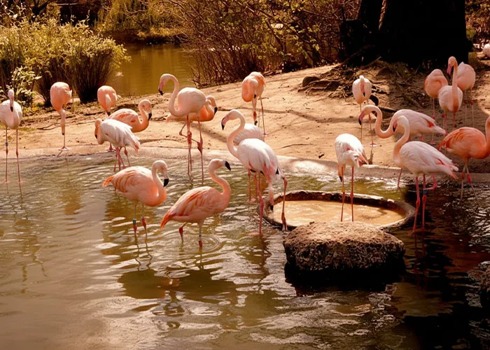 باغ پرندگان کیش