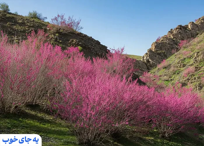 دره ارغوان دره ارغوان