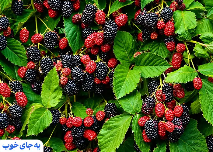 بوته های تمشک در جنگل گیسوم