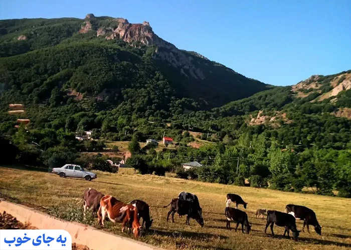 داماش داماش