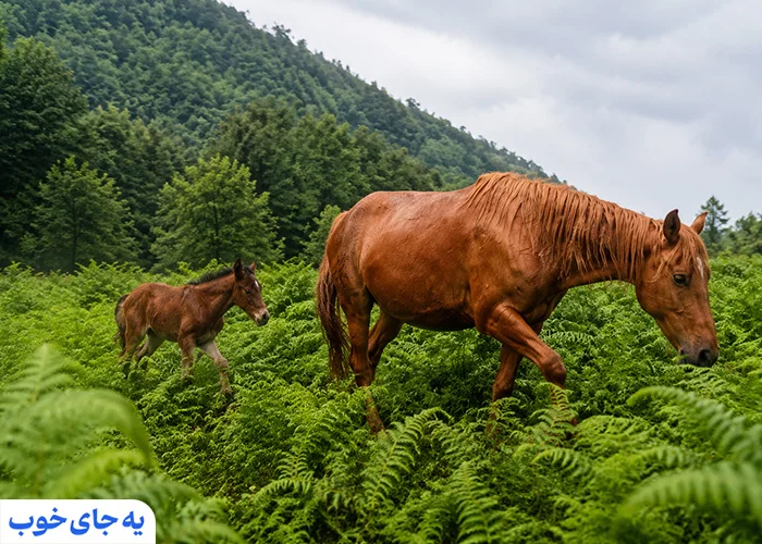 پوشش گیاهی و جانوری جنگل دالخانی