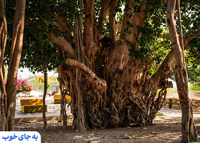 درخت سبز کیش