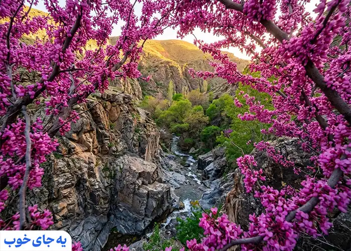 نکات مهم پیش از بازدید از دره ارغوان