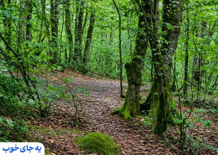 عکس از پارک جنگلی سراوان رشت عکس از پارک جنگلی سراوان رشت