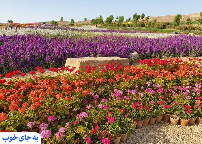 عکاسی در باغ گلها
