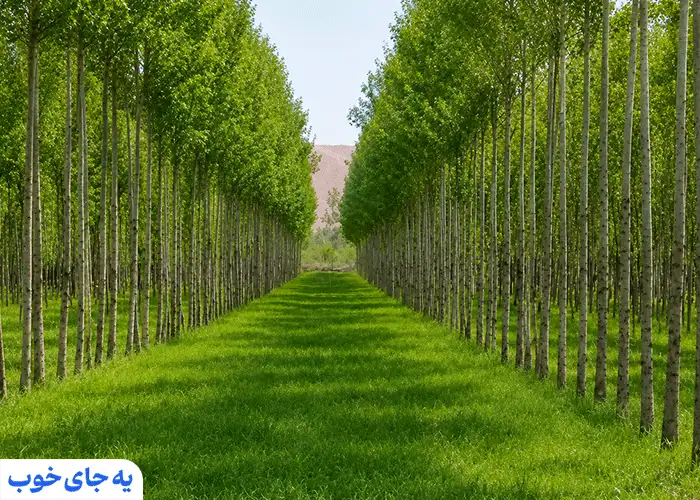 درختان سپیدار تبریزی در فشم درختان سپیدار تبریزی در فشم