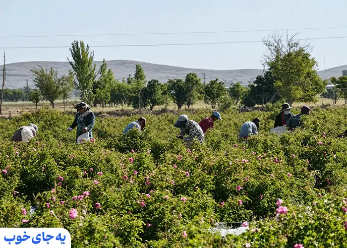 بهترین زمان گلاب گیری در کاشان بهترین زمان گلاب گیری در کاشان
