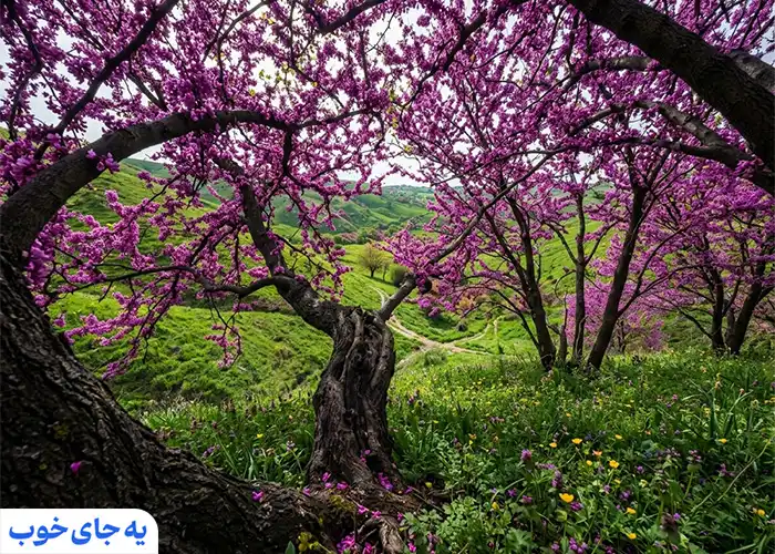 بهترین زمان بازدید از دره ارغوان 