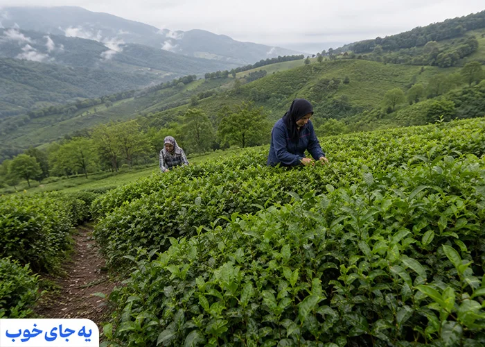بهترین زمان سفر به لاهیجان برای رویدادها و مراسم محلی