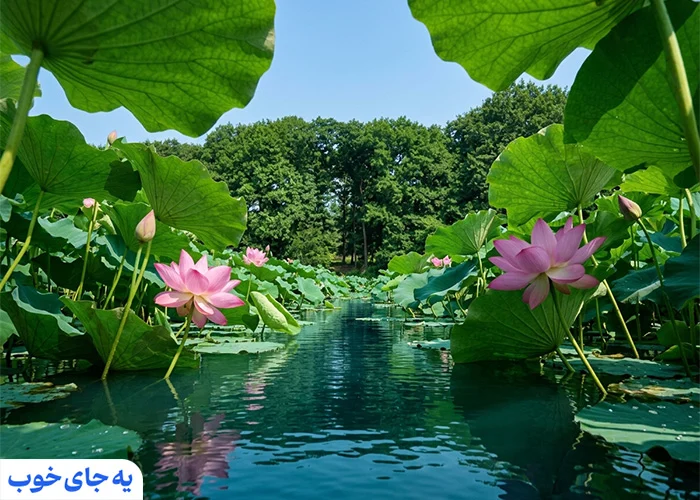 گل های نیلوفر آبی و بهترین زمان دیدن آن ها