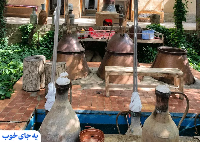 بهترین زمان برای گلاب گیری چه زمانی است
