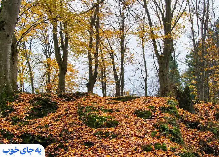 بوستان مفاخر رشت کجاست؟ بوستان مفاخر رشت کجاست؟