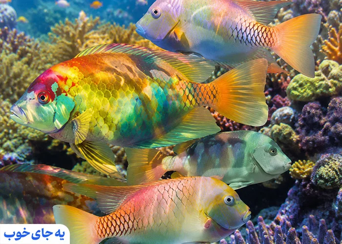 ماهی رنگارنگ صخره ای ماهی رنگارنگ صخره ای