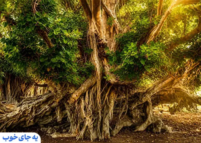 درخت سبز کیش