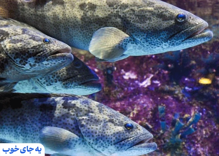 ماهی هامور