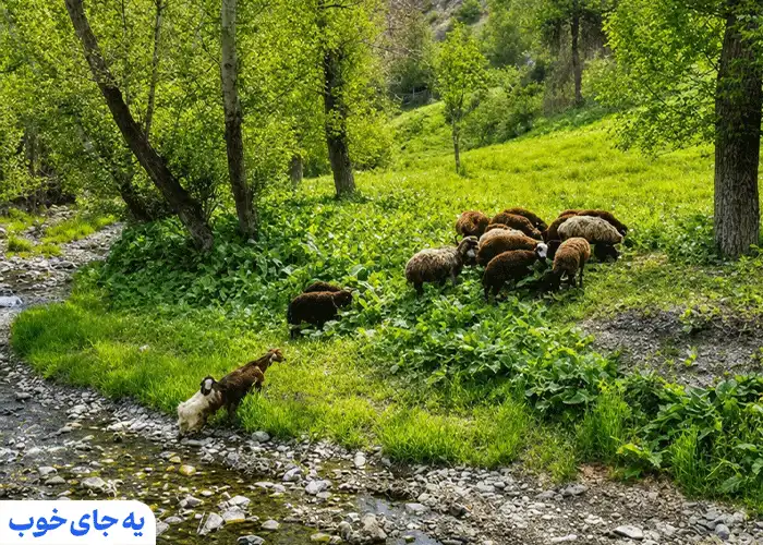 بهترین مسیر برای رسیدن به عنبران بهترین مسیر برای رسیدن به عنبران