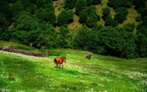 اقامتگاه بومگردی وامنان آزادشهر - نمای بیرونی 