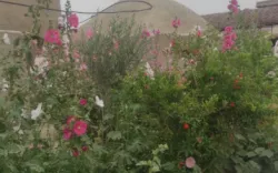 اقامتگاه بومگردی رستم زادگان سیستان زابل - نمای محوطه