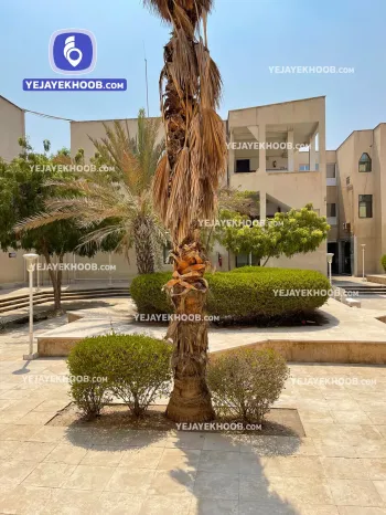 هتل آپارتمان فارابی کیش - محوطه بیرونی