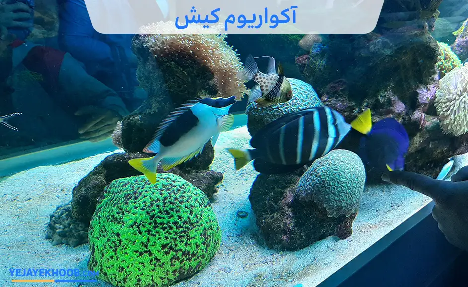 آکواریوم کیش