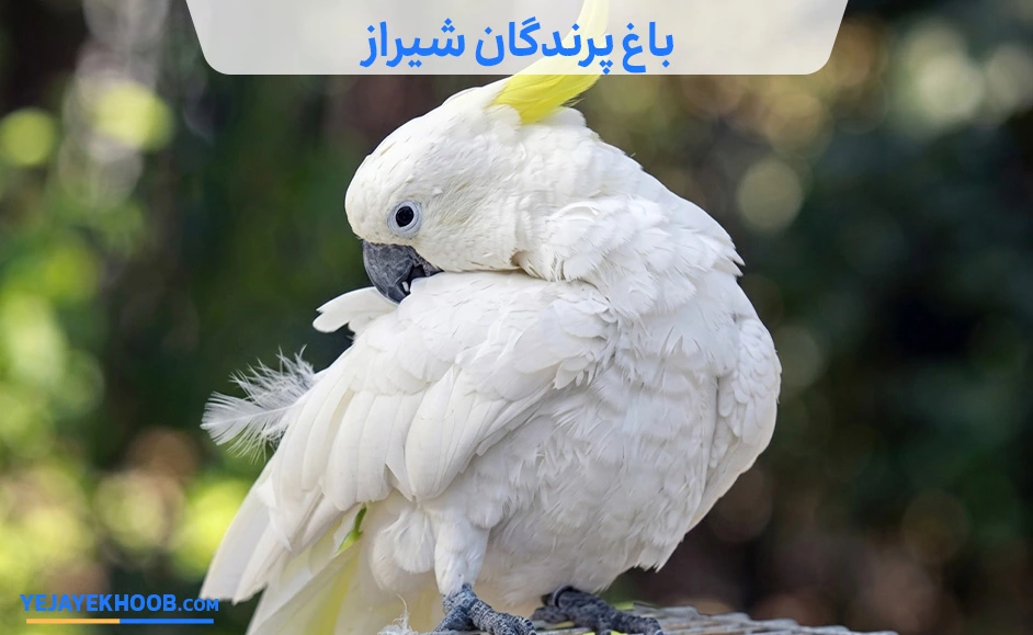 تصویر باغ پرندگان شیرازمی باشد 