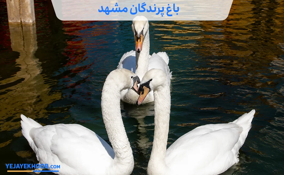 باغ پرندگان مشهد