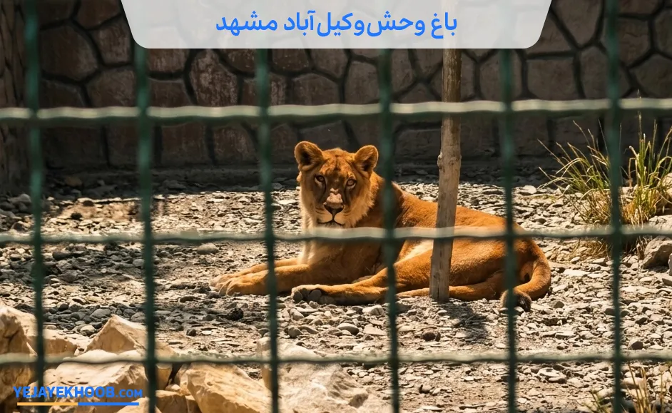 باغ وحش مشهد