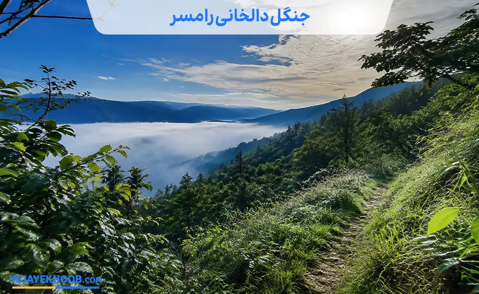 تصویر جنگل دالخانی رامسرمی باشد 