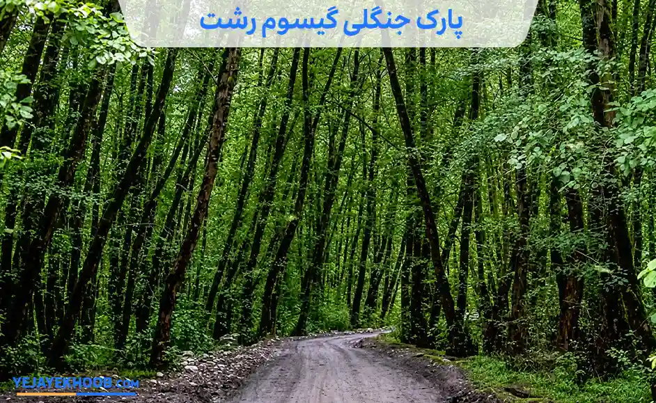 پارک جنگلی گیسوم رشت