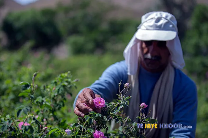 زمان مناسب گلاب گیری