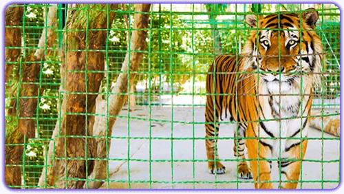 عکس ببر در باغ وحش مشهد