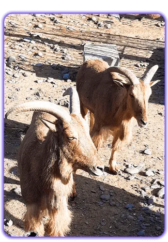 بز کوهی در باغ وحش مشهد