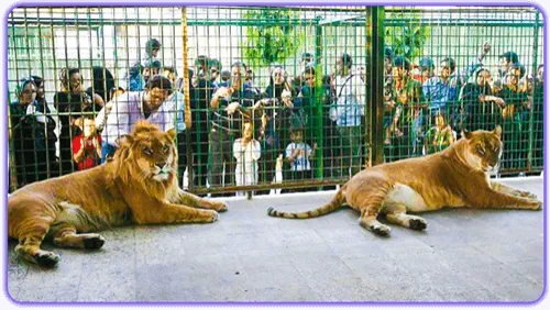 شیببر در باغ وحش مشهد