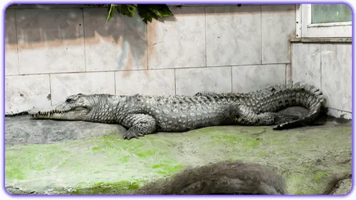 تمساح در باغ وحش مشهد