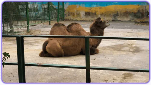 عکس شتر در باغ وحش مشهد