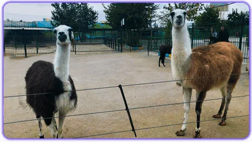 عکس لاما در باغ وحش مشهد