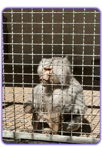 نوعی میمون در باغ وحش مشهد