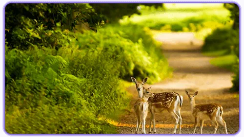 پارک آهوان کیش