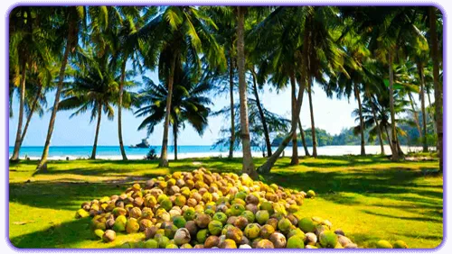 پارک درختان نارگیل کیش