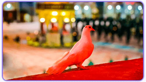 مشهد، حرم امام رضا (ع)