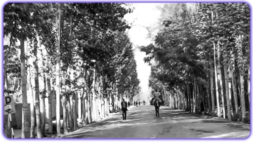 عکس قدیمی طرقبه