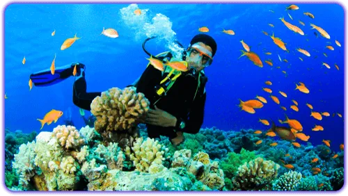 غواصی در کیش